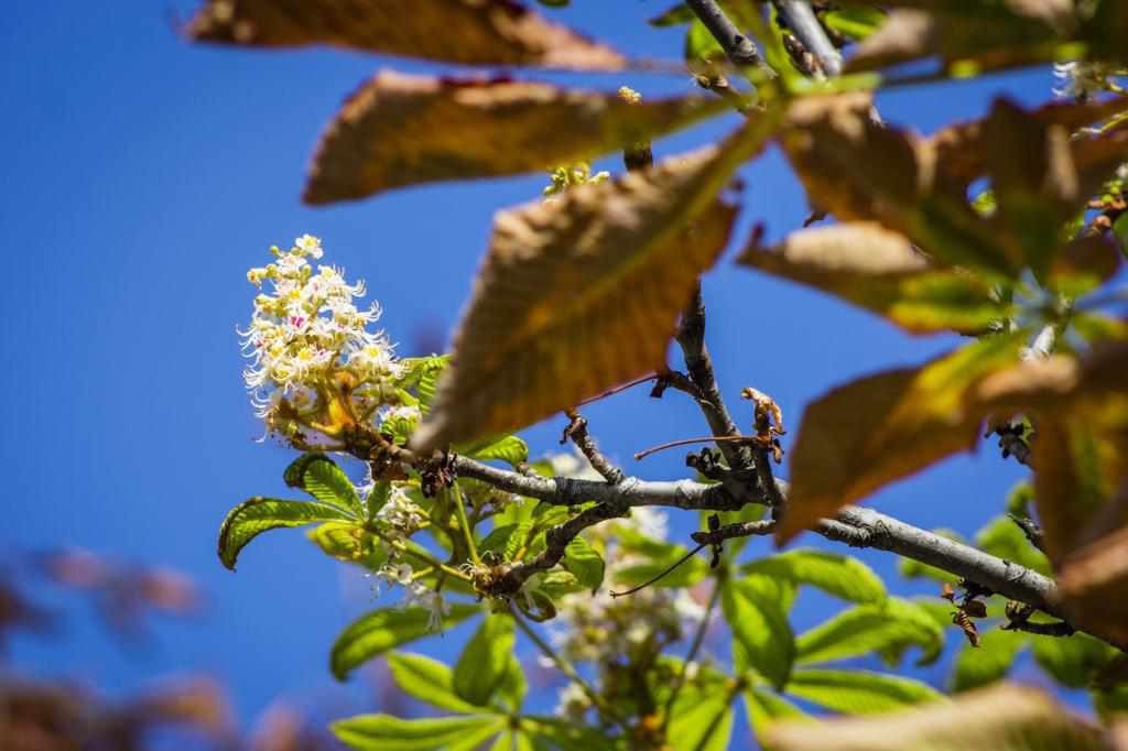 У Полтаві знову передчасно квітнуть каштани. ФОТО