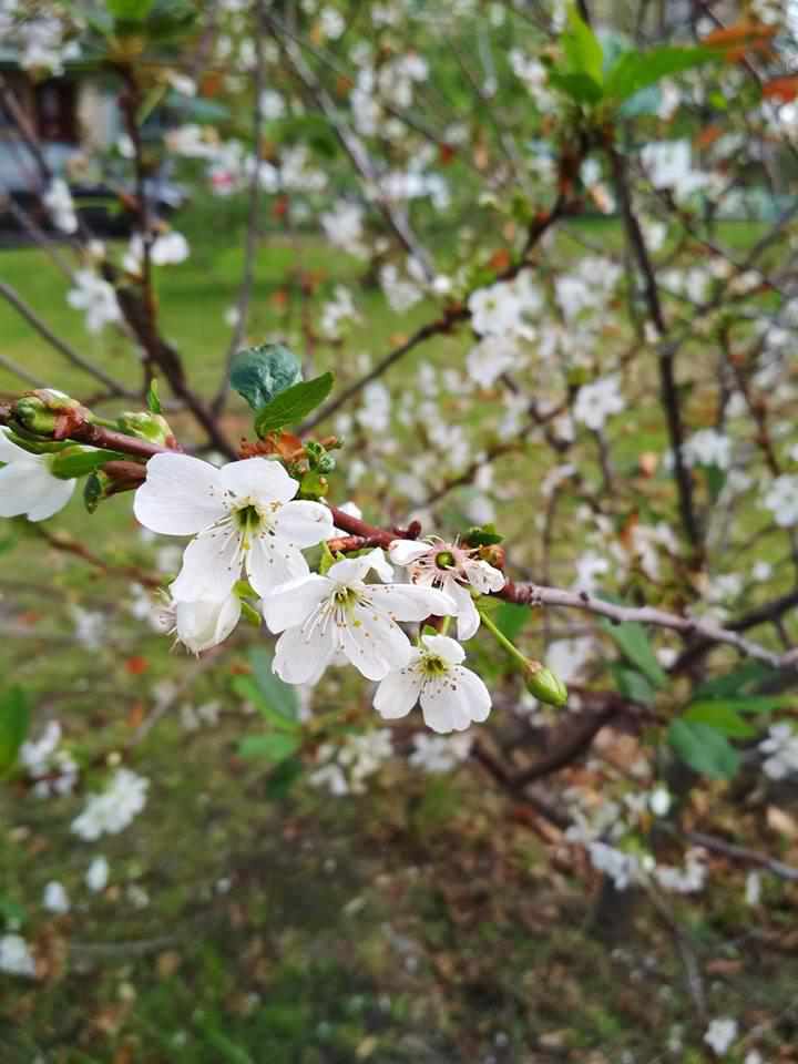 У Горішніх Плавнях майже весна: зацвіла вишня