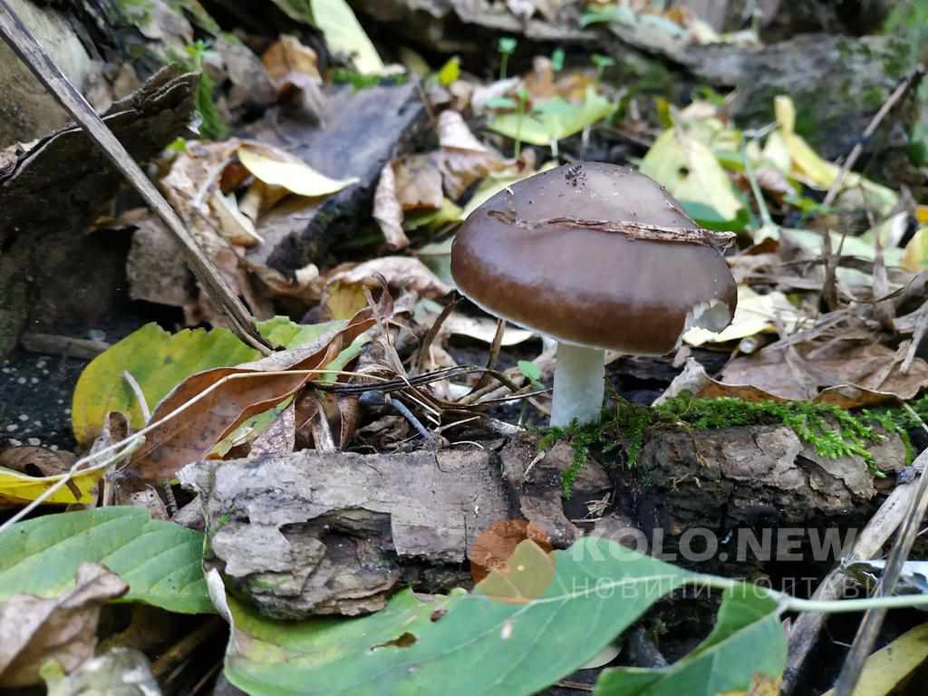 У Полтаві і Кременчуці за добу грибами отруїлися четверо