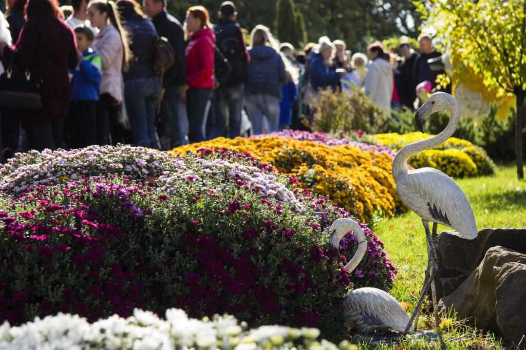 40 тисяч кущів квітів: у «Фельдман екопарк» стартував Бал хризантем. ФОТО