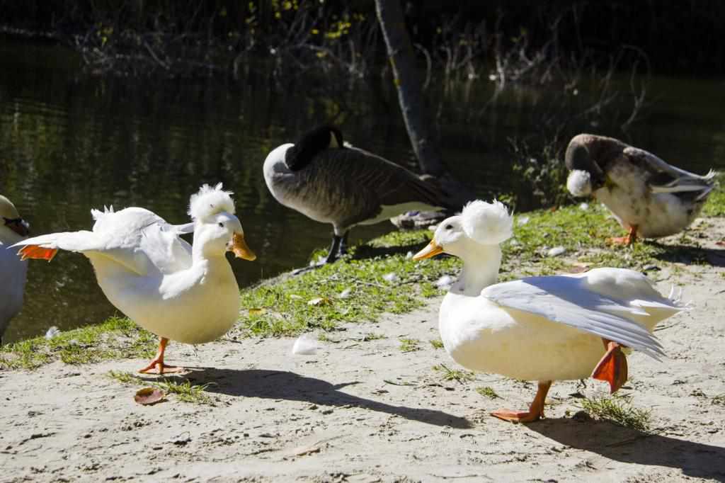Скільки ще можна милуватися птахами у полтавському дендропарку. ФОТО
