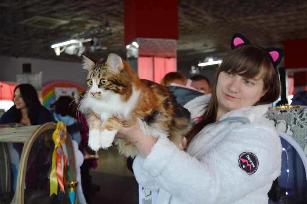 Помилуватися котами – у Полтаві триває виставка пухнастих улюбленців. ФОТО