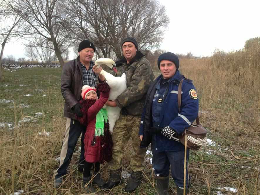 Ще троє врятовані: із замерзлих водойм у Полтавській області рятують лебедів