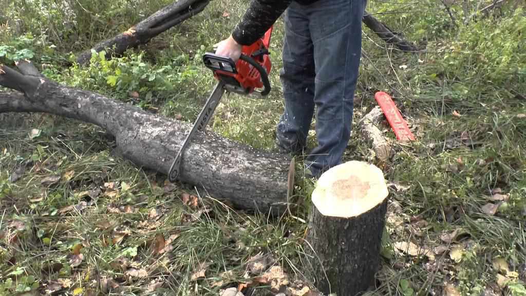 На чоловіка на Полтавщині впало дерево: потерпілий помер