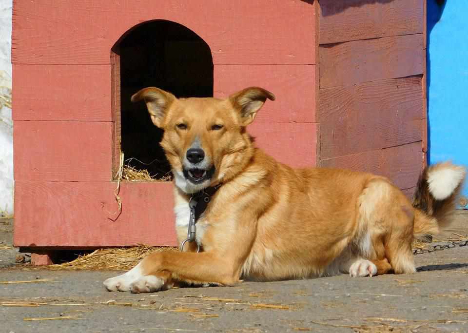 Безпритульні собаки з нетерпінням чекають на нових господарів в Полтаві