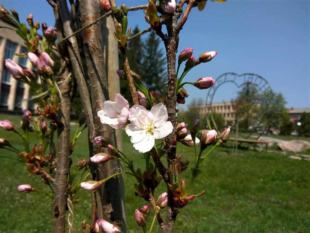 На Полтавщині вже почала квітнути сакура. ФОТО