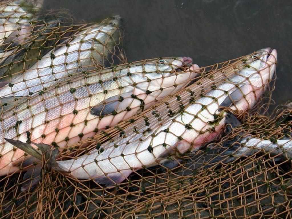 На Полтавщині браконьєр незаконно виловив 43 кілограми риби
