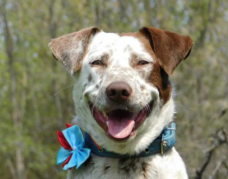 У Полтаві неймовірно милі собаки чекають на нових господарів. ФОТО