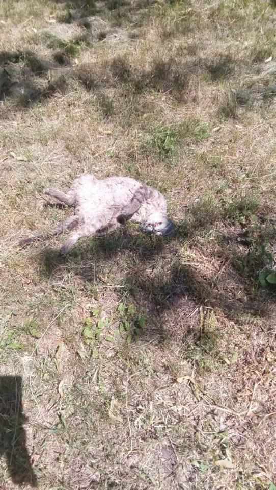 У Полтаві знайшли трупи кількох закатованих котів: поліція перевірить факти