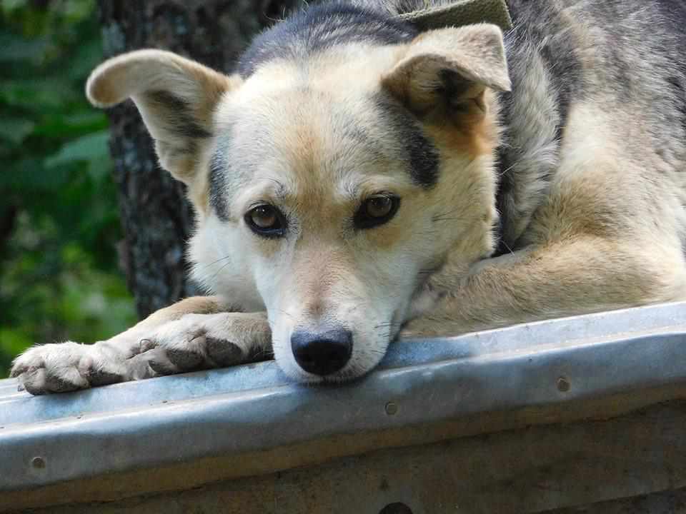 У Полтаві чудові, але безпритульні собаки, чекають на нових господарів. ФОТО