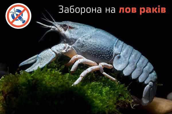 На Полтавщині заборонять виловлювати раків