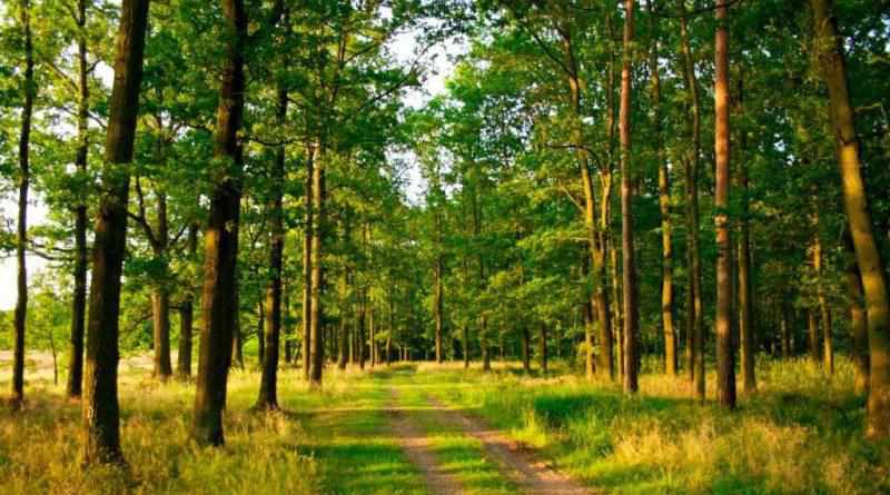 На Полтавщині голова РДА незаконно надав чотири гектари лісу