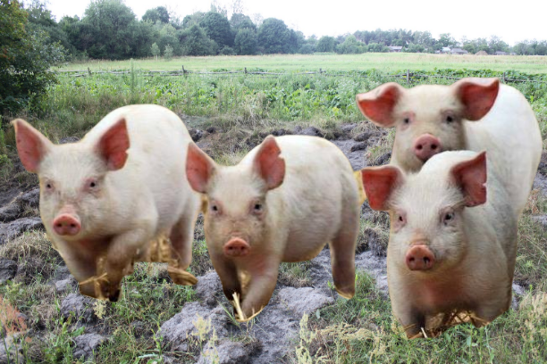 Свині втекли й нищать людські городи на Полтавщині. ВІДЕО