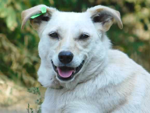 Собаки «дворянської» породи у Полтаві чекають на люблячих господарів. ФОТО