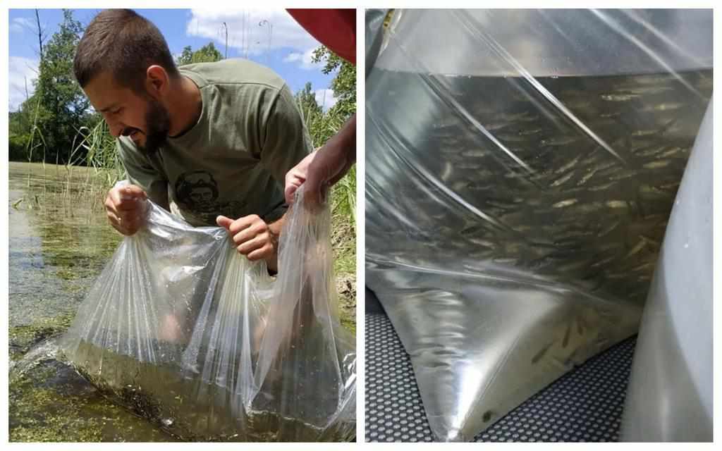 Операція «зариблення»: у Полтаві збирають кошти на купівлю малька риби 