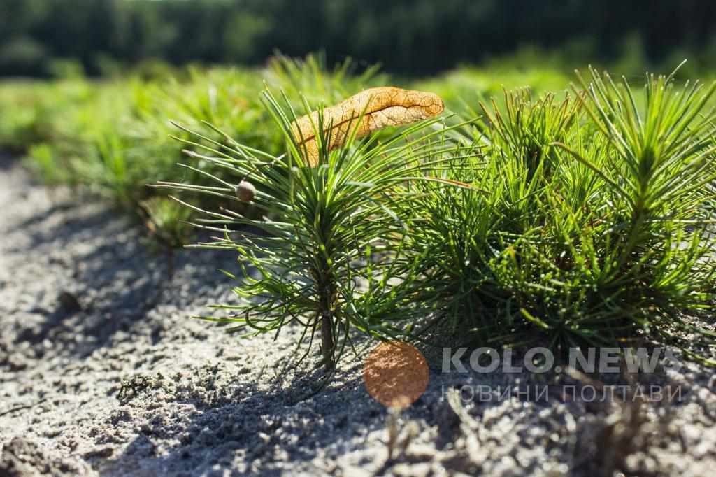 Ліс у пустелі й на колишньому полігоні: на Полтавщині розповіли, як насправді важко виростити ліс. ФОТО