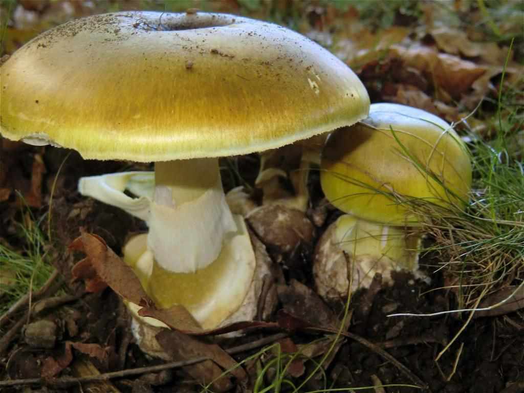 На Полтавщині дванадцять осіб отруїлися грибами