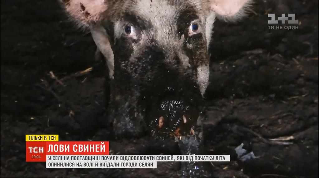 На Полтавщині виділили 50 тисяч на вилов стада свиней, що тероризували ціле село. ВІДЕО