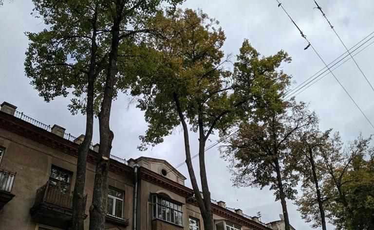 У Полтаві екоактивісти б’ють на сполох через обрізку дерев: що кажуть комунальники. ФОТО