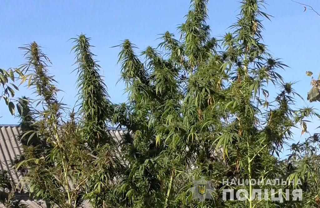 На Полтавщині чоловік разом з городиною вирощував коноплю