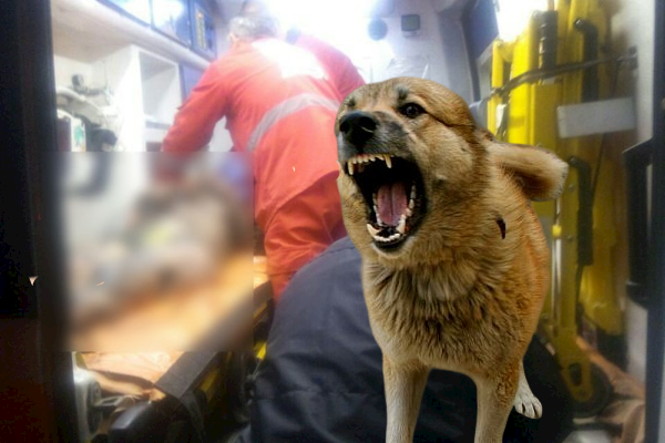 Від чого померла жінка, яку пошматували собаки в Полтаві: є результати