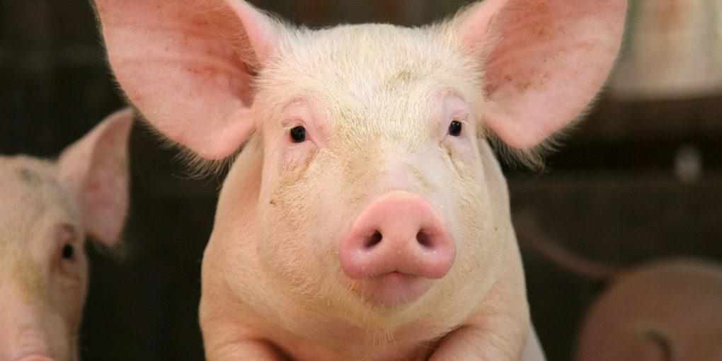 На Полтавщині знищать 400 свиней через спалах АЧС