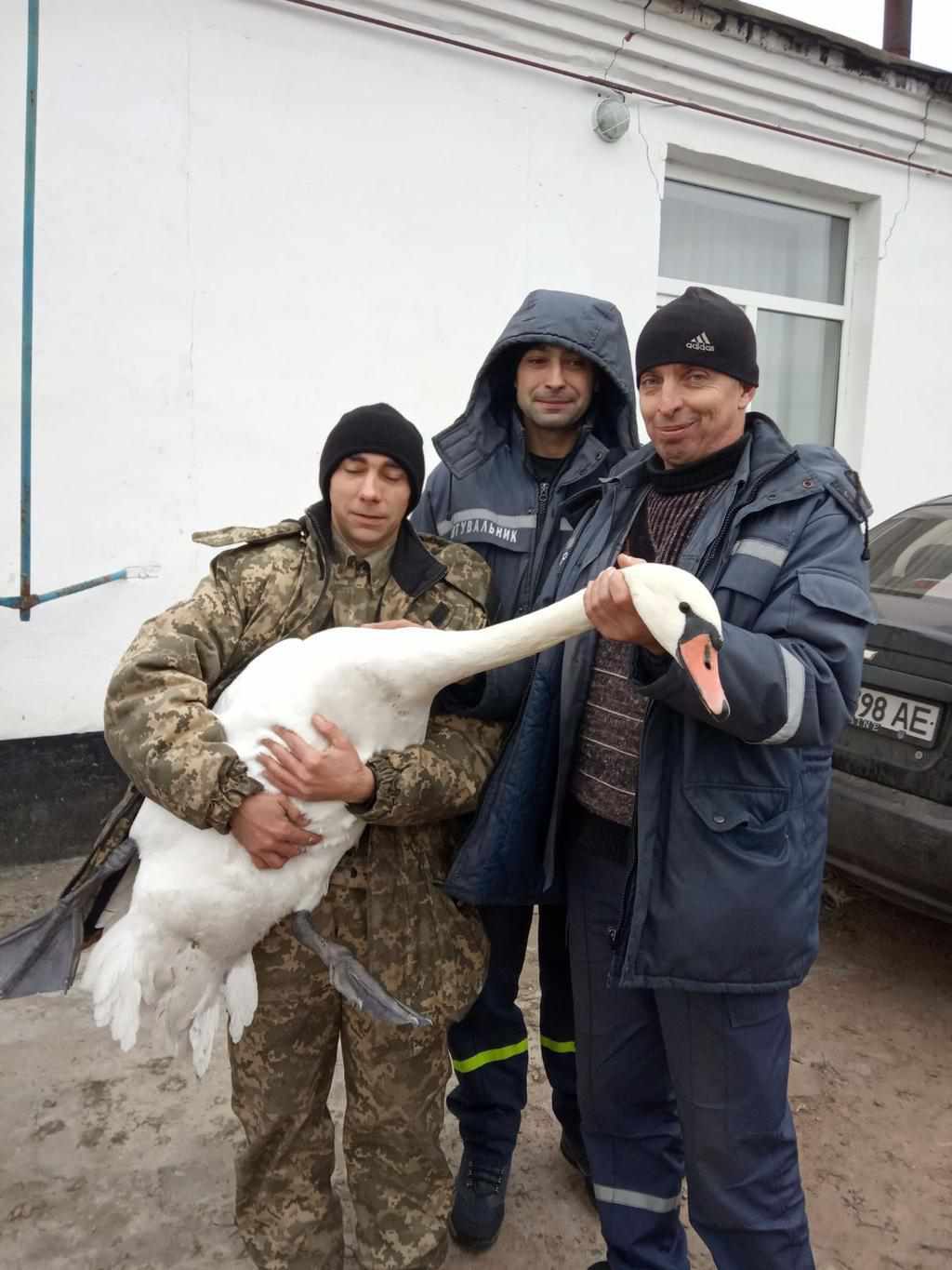 На Полтавщині врятували лебедя: птах вмерз у кригу водойми. ВІДЕО