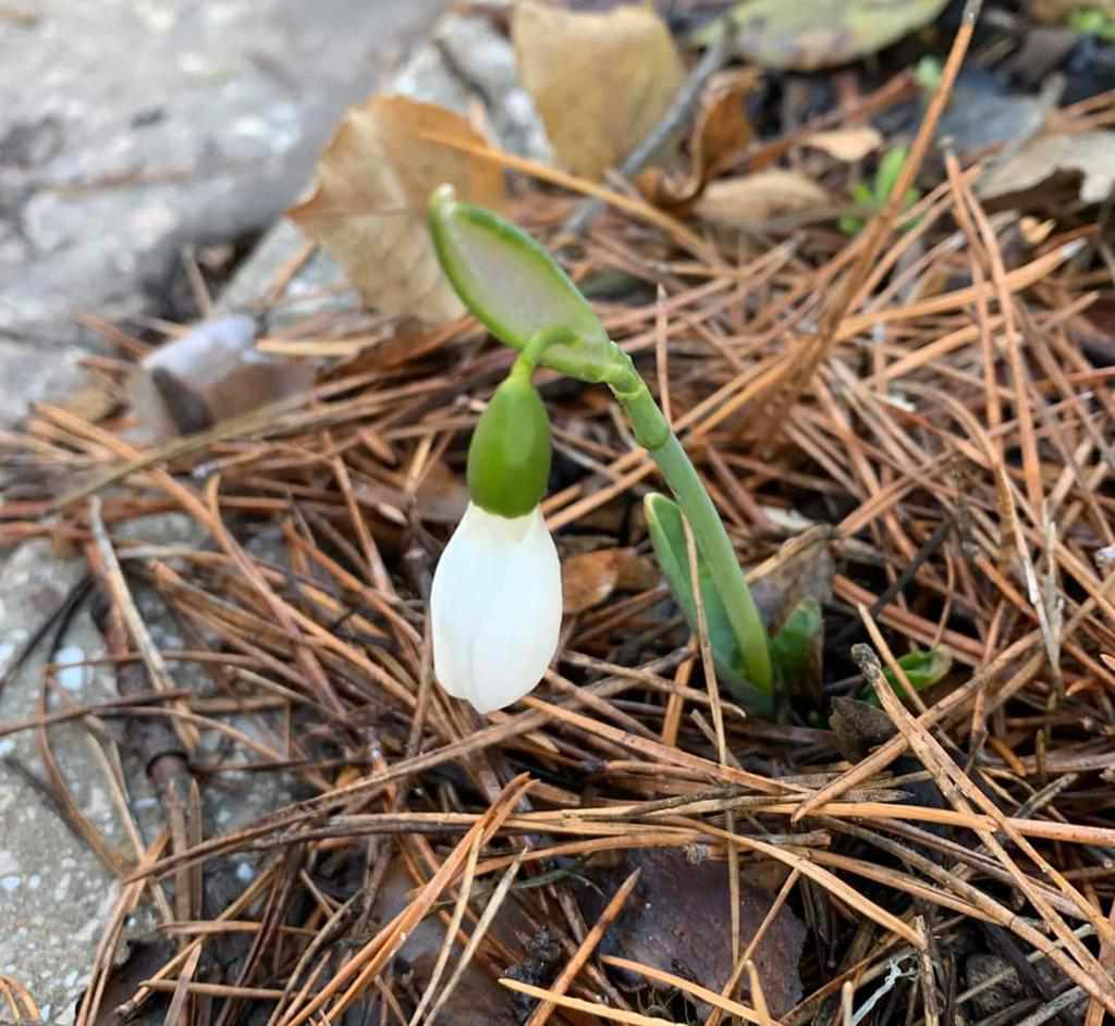 Підсніжники у грудні – більше не казка, на Полтавщині цвітуть весняні квіти. ФОТО