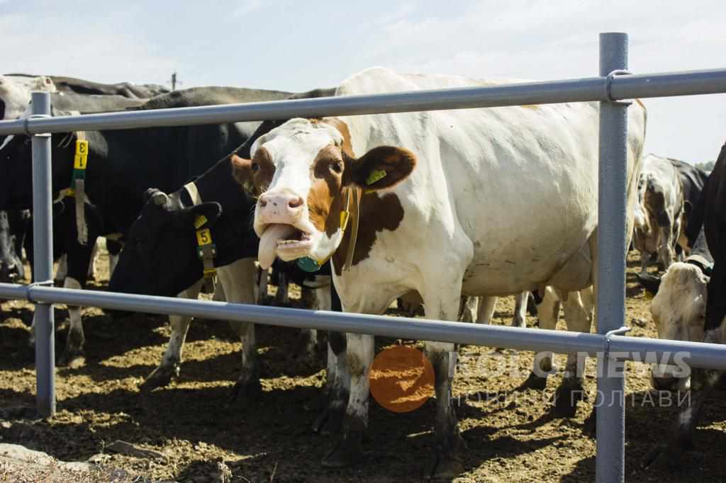 Працівник ферми на Полтавщині травмувався, приймаючи пологи у корови