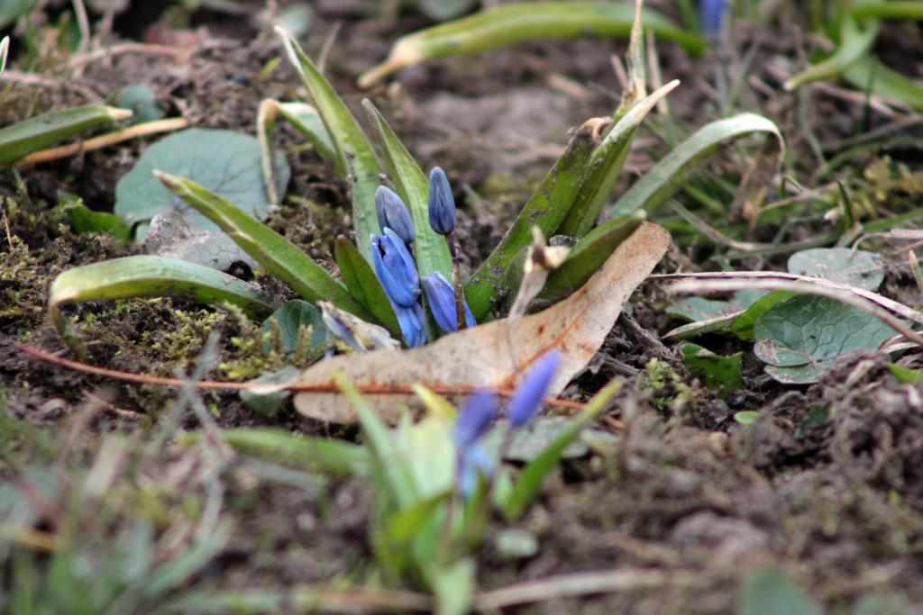 Весна наближається: у Полтаві розцвіли проліски