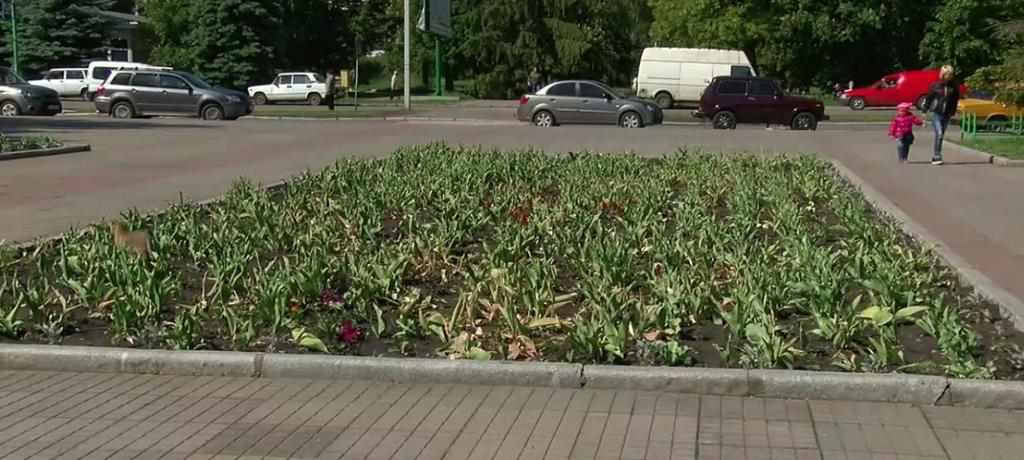 У Миргороді з міських клумб вкрали триста квітів
