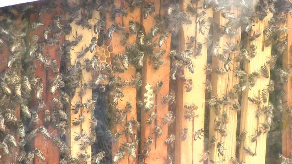 Під Полтавою можна оздоровитися за допомогою бджіл