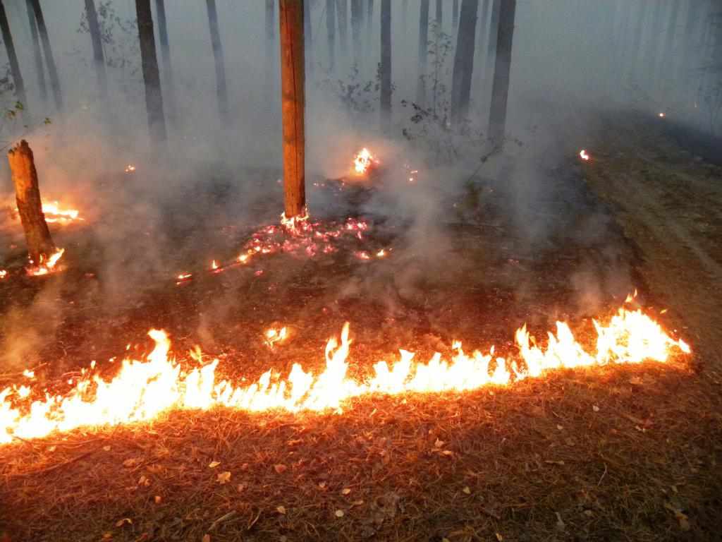 На Полтавщині понад двадцять гектарів лісу постраждали від майже сорока пожеж