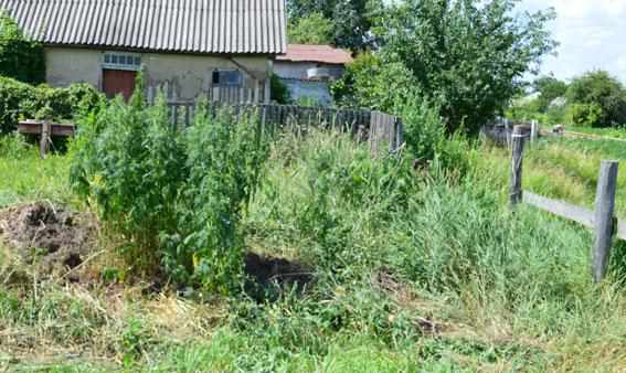 Майже півтори сотні рослин коноплі виявили поліцейські в селі на Полтавщині