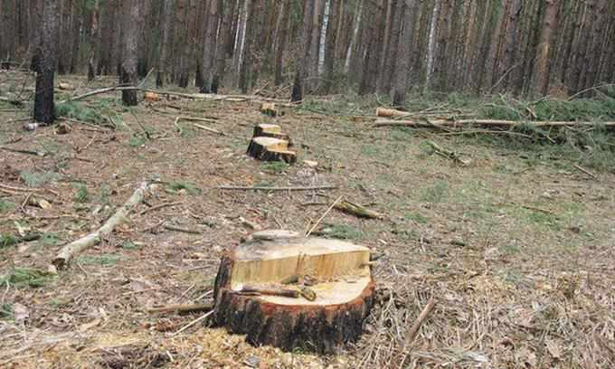  На Полтавщині почали частіше красти дрова: лісівники нагадали про штрафи 