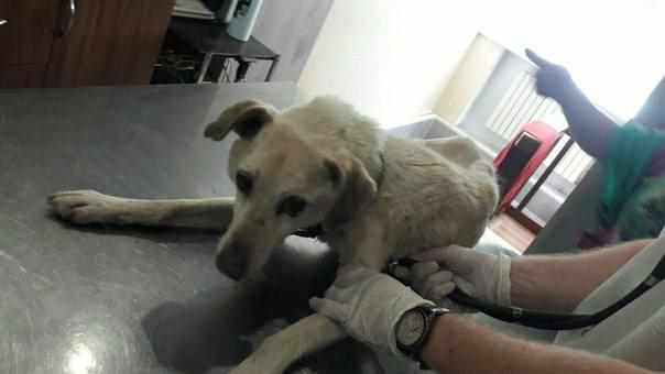 У Полтаві собаку викинули у каналізаційний люк на голодну смерть