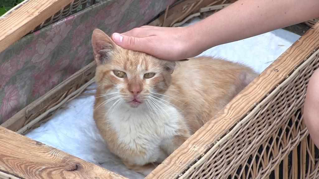 У Полтаві кіт, якому перебили хребет та вибили зуби, шукає новий дім