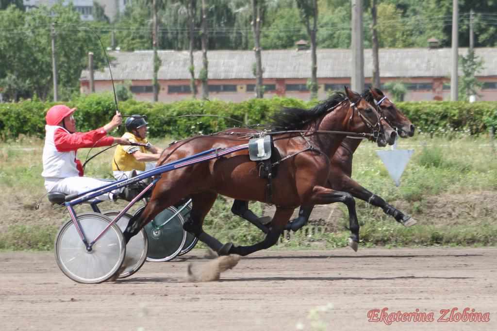 Кінь із Полтавщини встановив всеукраїнський рекорд на рисистих перегонах у столиці