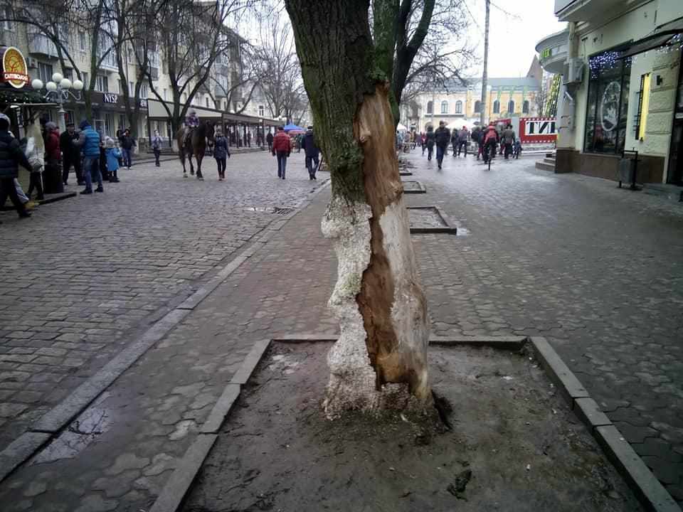 Аварійне дерево в центрі Полтави за півроку так ніхто й не спиляв. ФОТО