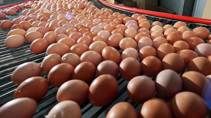 Мільйони яєць: скільки курячих яєць виробляє Полтавщина та хто їх споживає