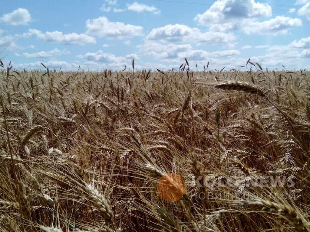 Аграрії Полтавщини вже намолотили півмільйона тонн ранніх зернових