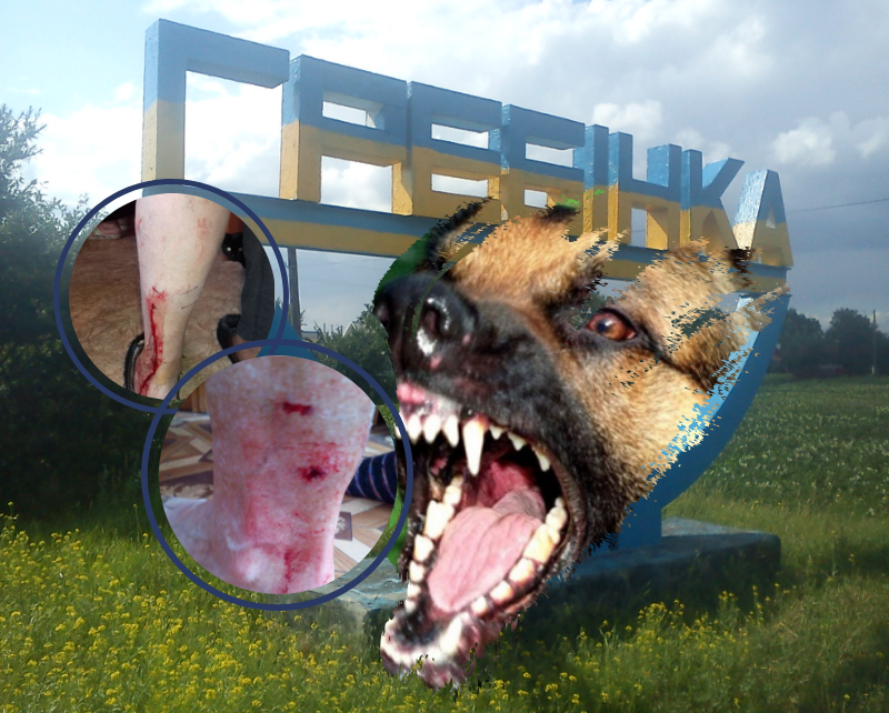  Паніка на Полтавщині: собака покусала і продовжує нападати на перехожих