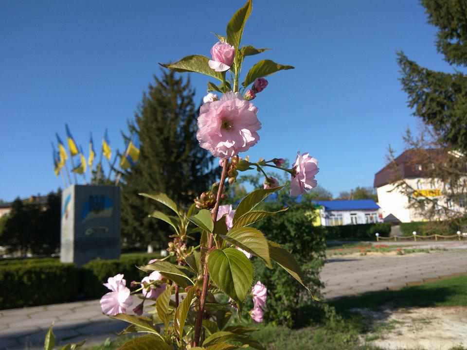 На Полтавщині розквітли сакури. ФОТО