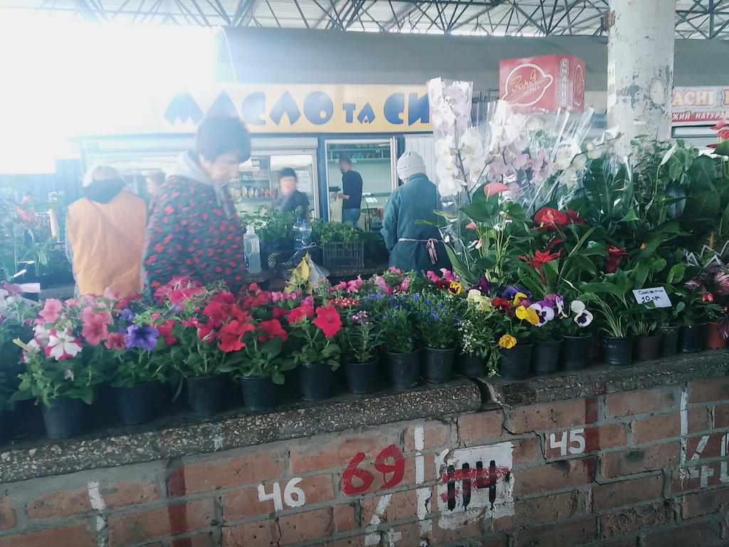 Облаштувати клумбу: скільки коштують квіти в Полтаві