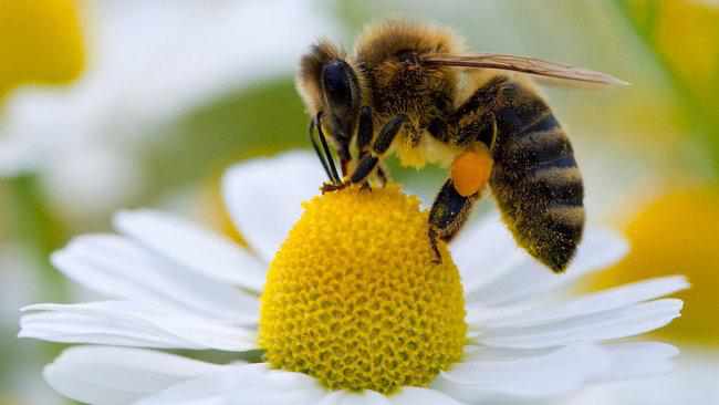Як вберегти бджіл від отруєння – розробили відео для пасічників та аграріїв. ВІДЕО