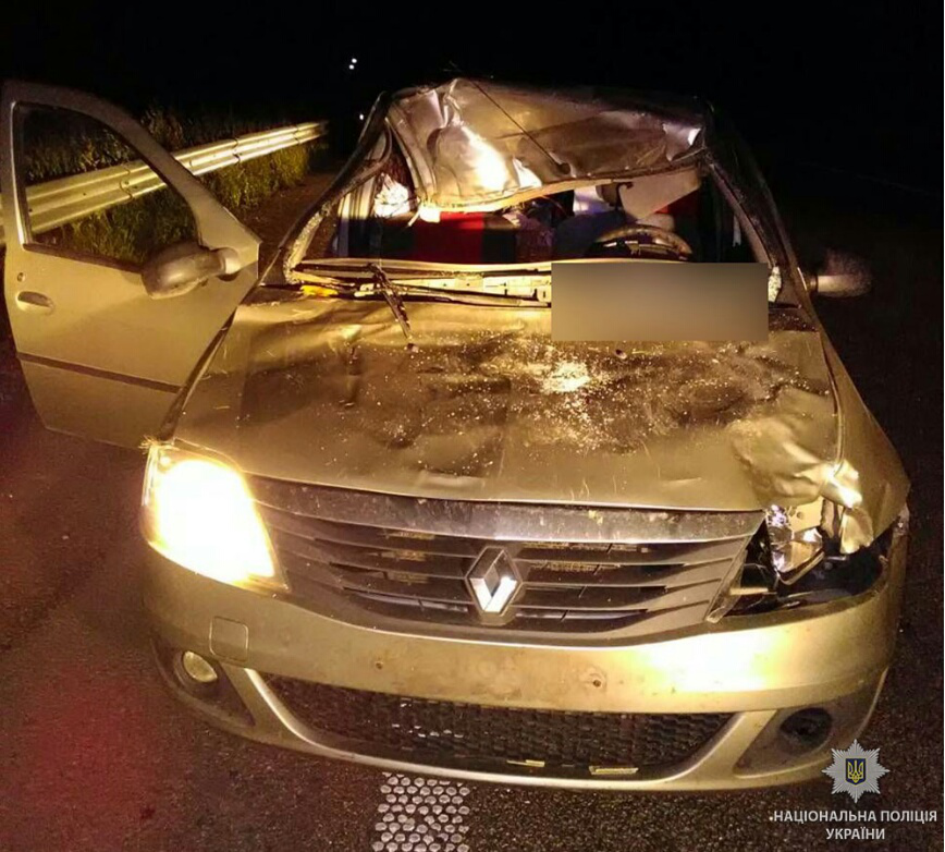 На Полтавщині водій збив лося, загинула пасажирка авто