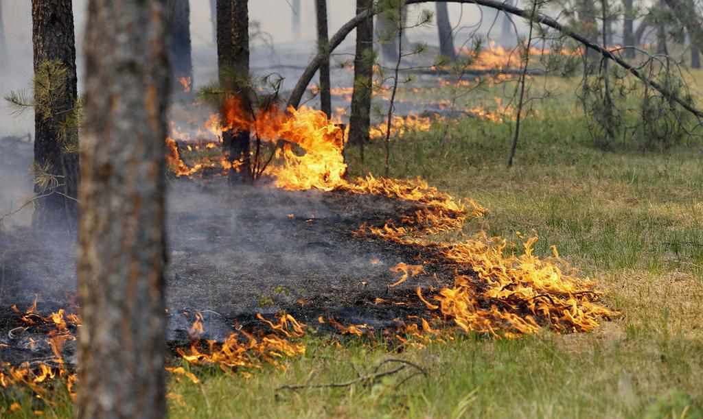 У полтавських лісах оголосили найвищий рівень пожежної небезпеки