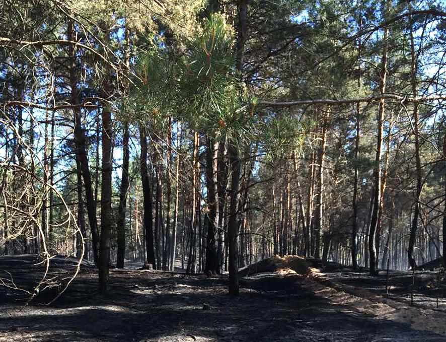 У Полтавській області двічі за добу палав ліс
