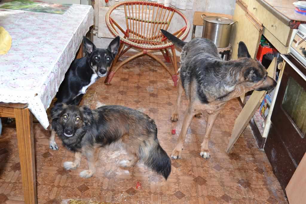 У Полтаві померла жінка, власниця 5 собак: потрібна допомога