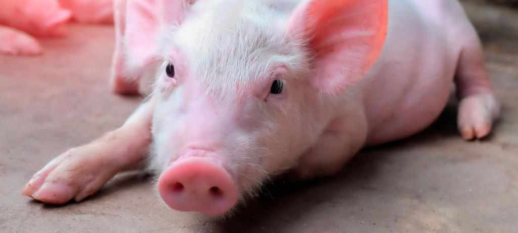 На Полтавщині посадовець продав майже сотню хворих на африканську чуму свиней